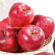 Chino de alta calidad Red Star Apple